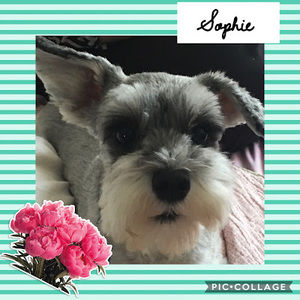 Meet your Posher, Sophie